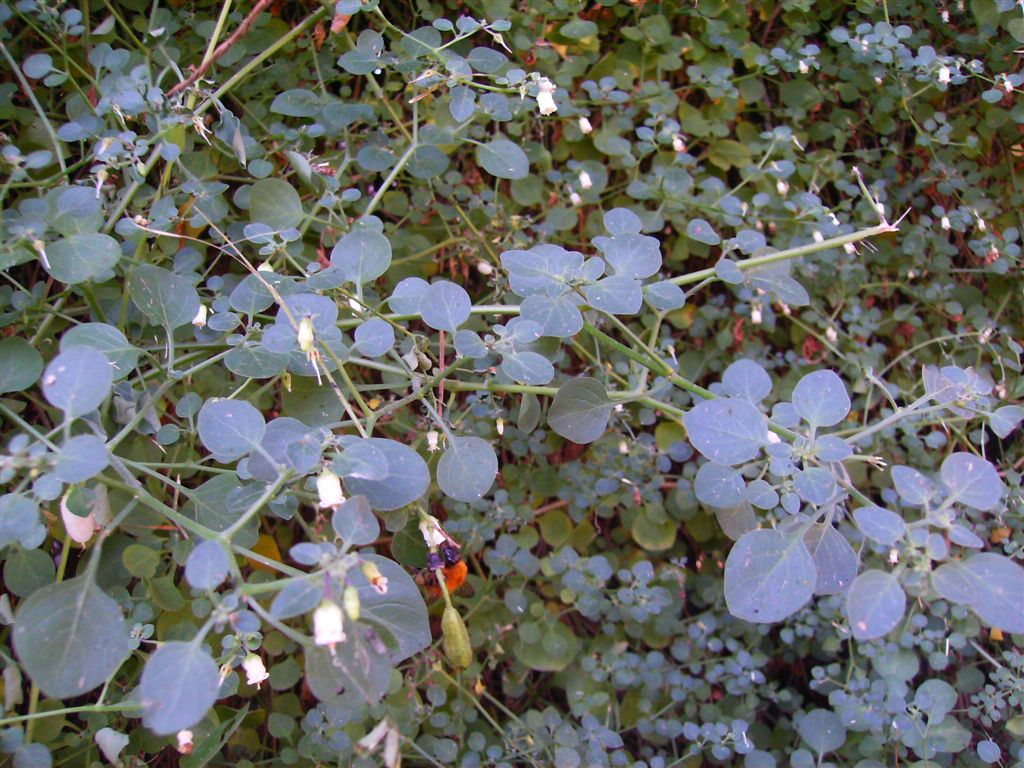 Salpichroa origanifolia / Salpicroa